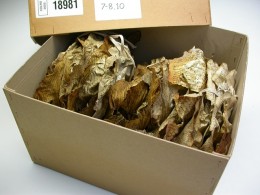 Box of Pages from the Great Parchment Book (before rehousing)